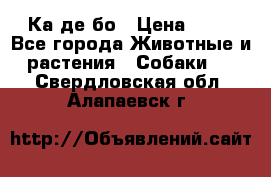 Ка де бо › Цена ­ 25 - Все города Животные и растения » Собаки   . Свердловская обл.,Алапаевск г.